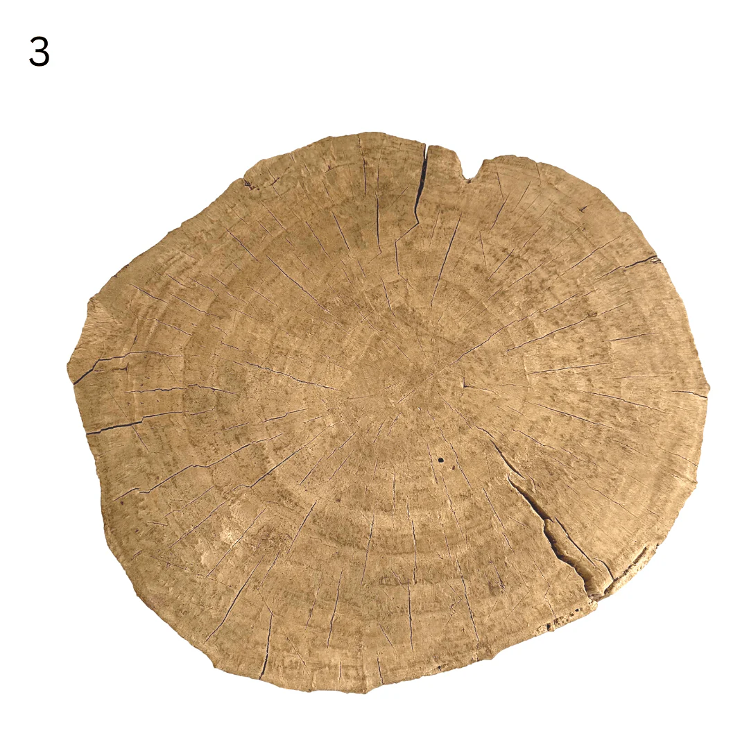 Elm Tree Trunk Side Table - Image 11